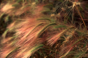 Hordeum jubatum close up image of flower spikes